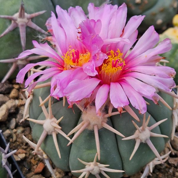 Echinocactus horizonthalonius cv. Sirotoge Suiheimaru